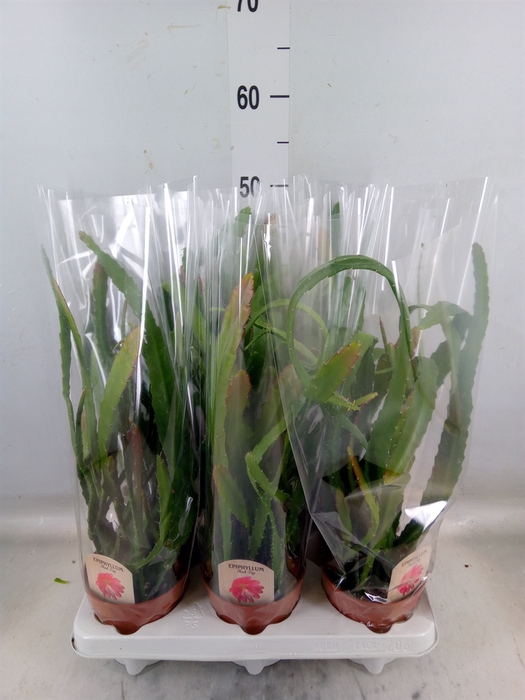 <h4>Epiphyllum   ...</h4>
