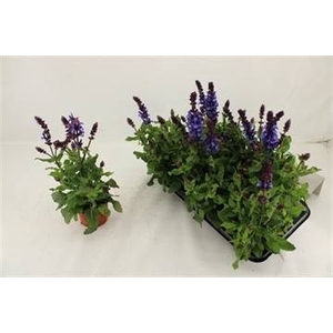 SALVIA BLUE MARVEL