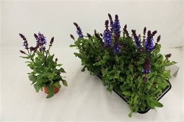 <h4>SALVIA BLUE MARVEL</h4>