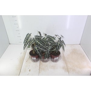 ALOCASIA PICOLLINI P12