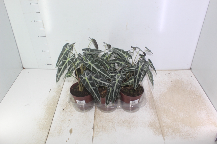 ALOCASIA PICOLLINI P12
