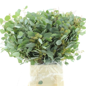 Euca Populus Berries Long 200gr