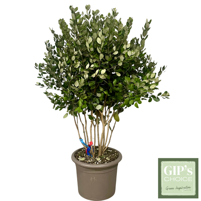 <h4>Feijoa sellowiana Umbrella Shape 100/125 Clt35</h4>