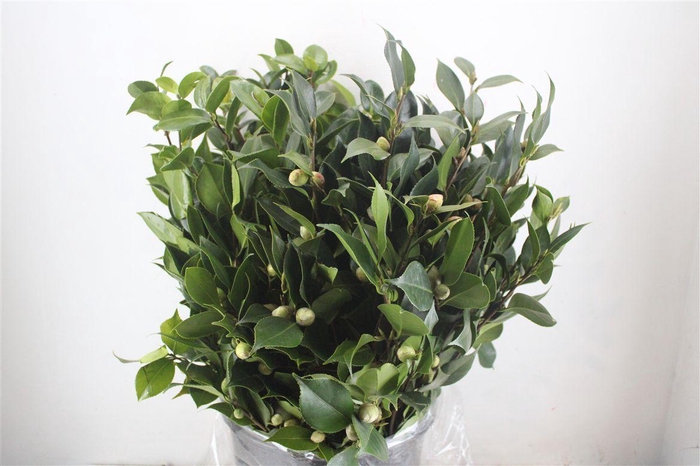 <h4>Camelia P Bunch</h4>