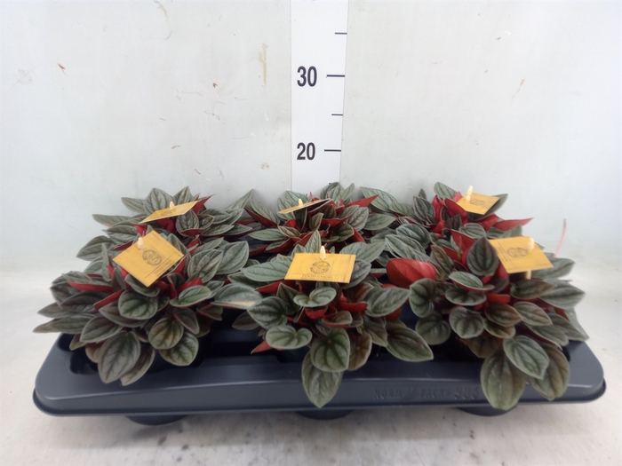 <h4>Peperomia caperata 'Santorini'</h4>