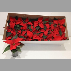 Euphor P Chr Feeling