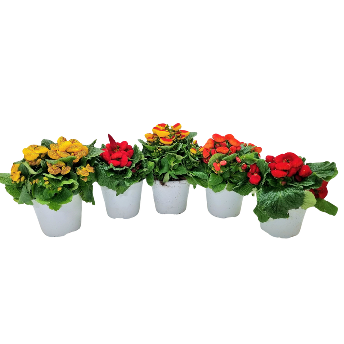<h4>Calceolaria overig</h4>