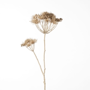 AF Heracleum spray L97cm Beige