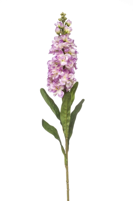 <h4>Matthiola spray lt purple 80cm</h4>