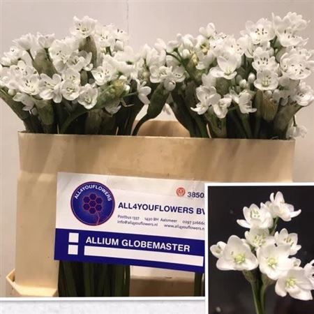 ALLIUM NEAPOLITANUM