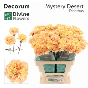 DI ST MYSTERY DESERT H%