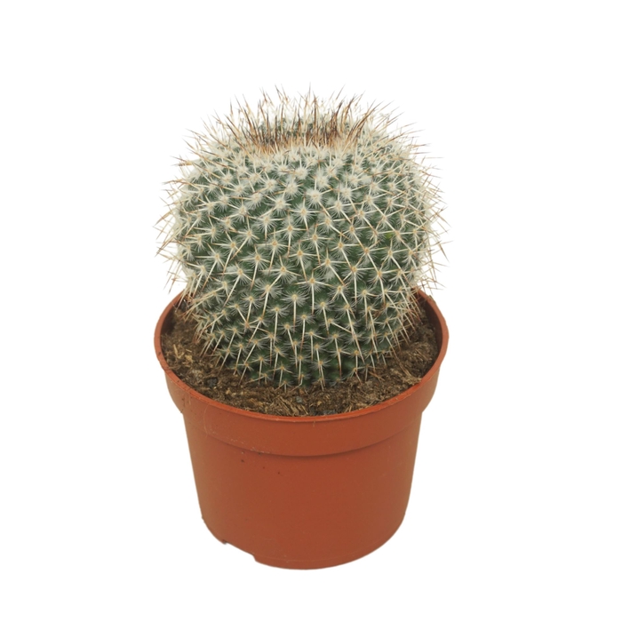 <h4>Mammillaria</h4>