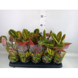 Maranta leuc. 'Fascinator'