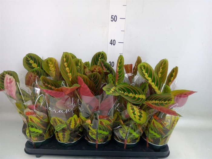<h4>Maranta leuc. 'Fascinator'</h4>