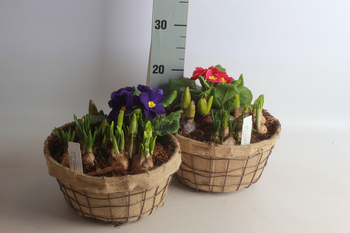 <h4>ARR BOL KNOLGEWAS</h4>