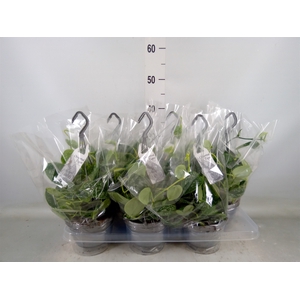 Scindapsus pictus 'Argyraeus'