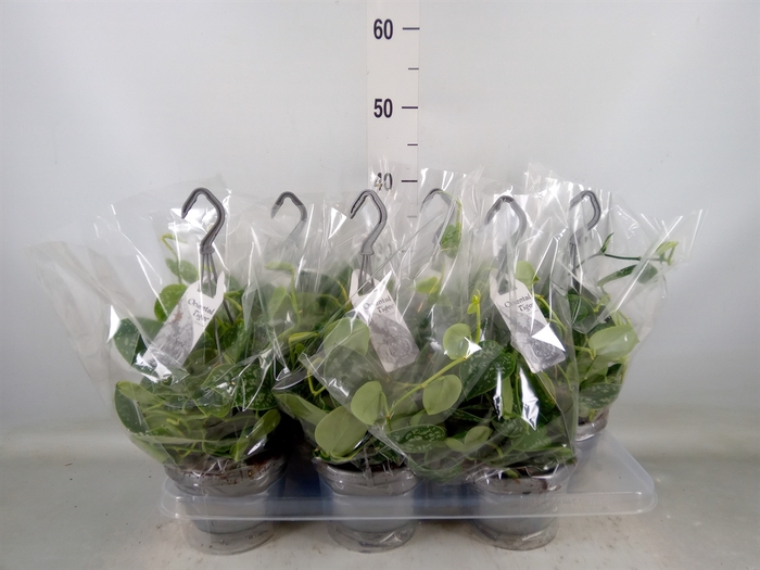 <h4>Scindapsus pictus 'Argyraeus'</h4>