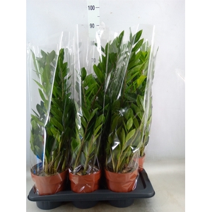 Zamioculcas zamiifolia