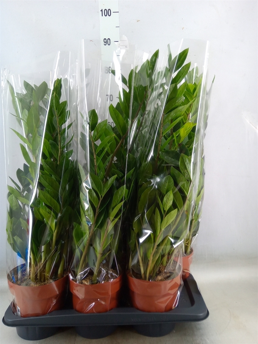 <h4>Zamioculcas zamiifolia</h4>