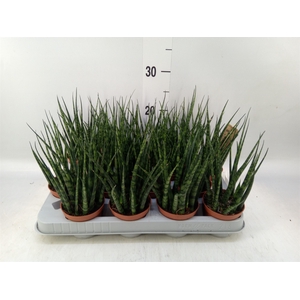 Sansevieria  'Fernwood'