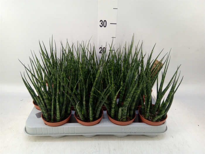 <h4>Sansevieria  'Fernwood'</h4>