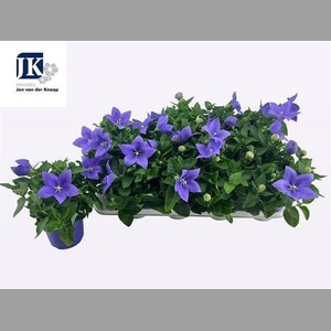 PLATYCO GR ASTRA BLU