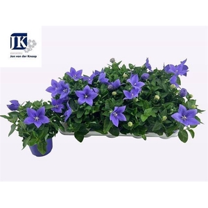 PLATYCO GR ASTRA BLU