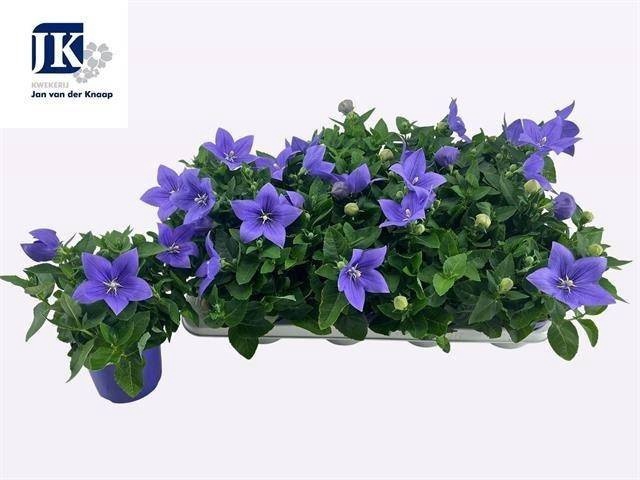 <h4>PLATYCO GR ASTRA BLU</h4>