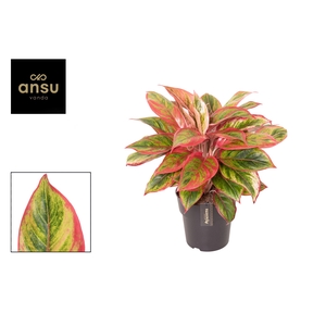 Aglaonema Jamaica Red