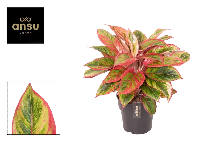 <h4>Aglaonema Jamaica Red</h4>