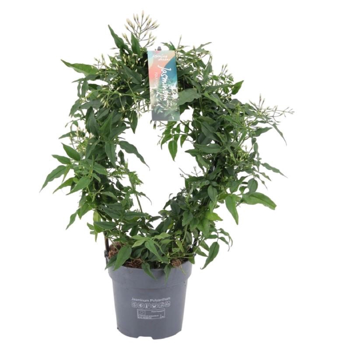 <h4>Jasminum Polyanthum boog 300 knop</h4>