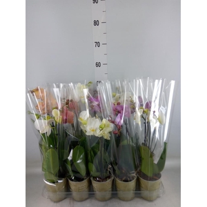 Phalaenopsis   ...mix