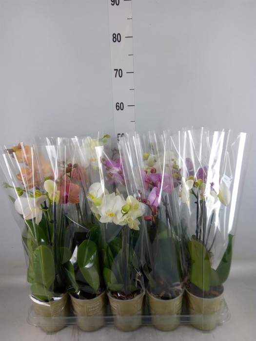<h4>Phalaenopsis   ...mix</h4>