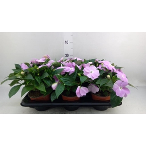 Impatiens NG 'ColPow Lavender'