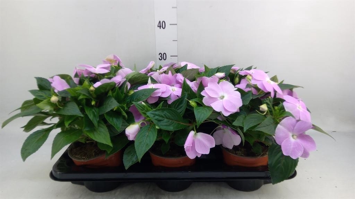 <h4>Impatiens NG 'ColPow Lavender'</h4>