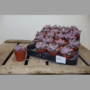 Echev Perle Von Nurn