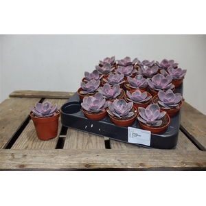 arr8 Echev Perle Von Nurn