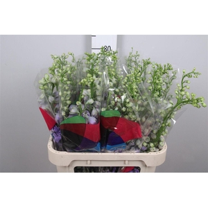 Delph Du Aurora Lavender