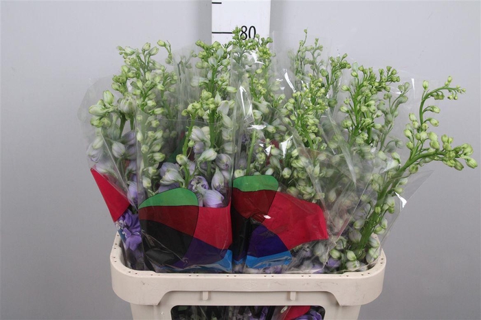 <h4>Delph Du Aurora Lavender</h4>