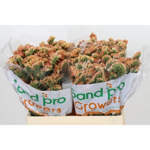 Limonium Sinuatum Royal Orange