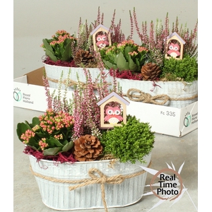 ARR TUINPLANTEN