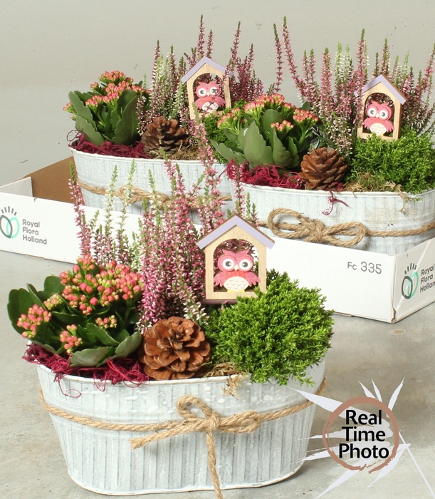<h4>ARR TUINPLANTEN</h4>