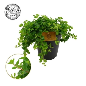 Peperomia rotundifolia