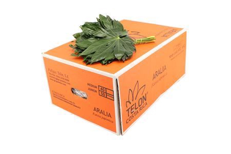 <h4>DEC ARALIA KLEIN</h4>