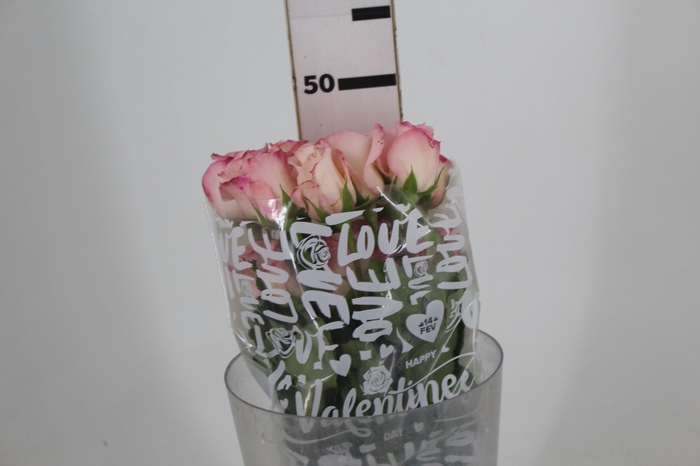 <h4>ROSA VANIA 050 CM ESTUFA</h4>