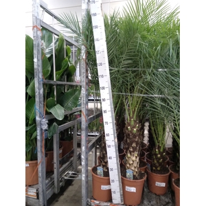 Phoenix roebelenii
