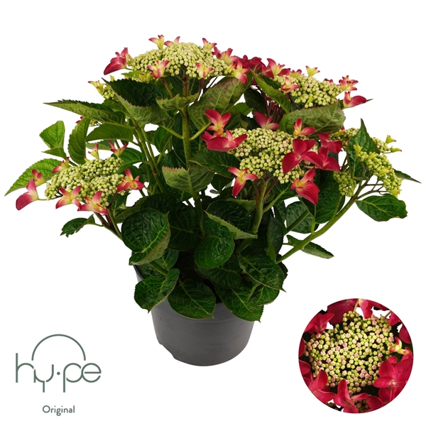 <h4>Hydrangea Lacecap Red 7+ | Hy-pe Original</h4>