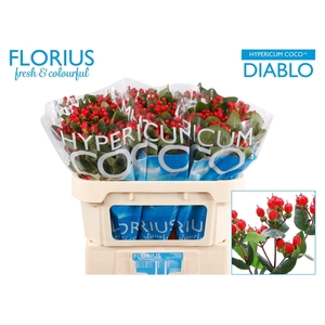Hypericum Coco Diablo