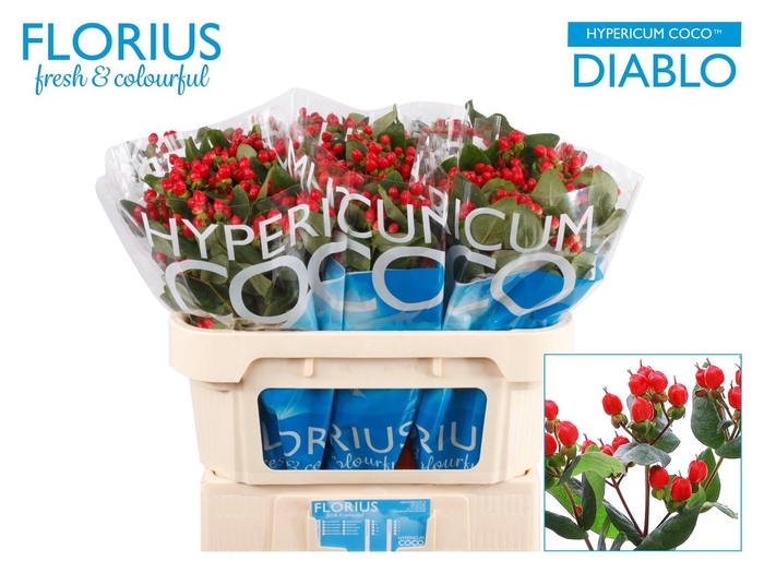 <h4>Hypericum Coco Diablo</h4>