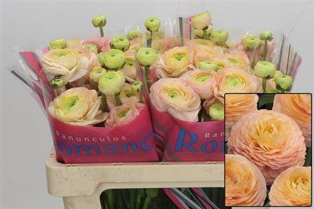 <h4>Ran Romance Salerno</h4>